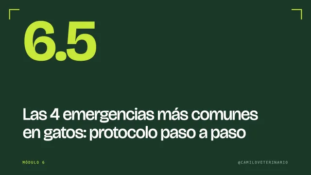 Clase 6.5: Las 4 emergencias más comunes en gatos: protocolo paso a paso