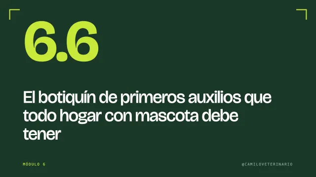 Clase 6.6: El botiquín de primeros auxilios que todo hogar con mascota debe tener